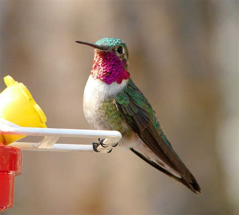 What Humming.